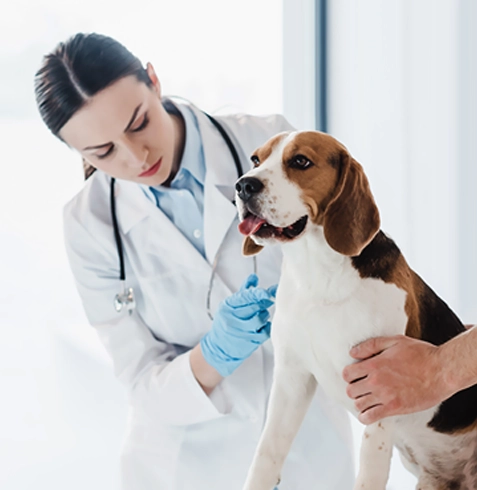 Başakşehir Veteriner